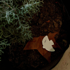A white acrylic magnet shaped like a dove with the word "Peace" displayed, resting on a dry leaf and surrounded by greenery in a pot.