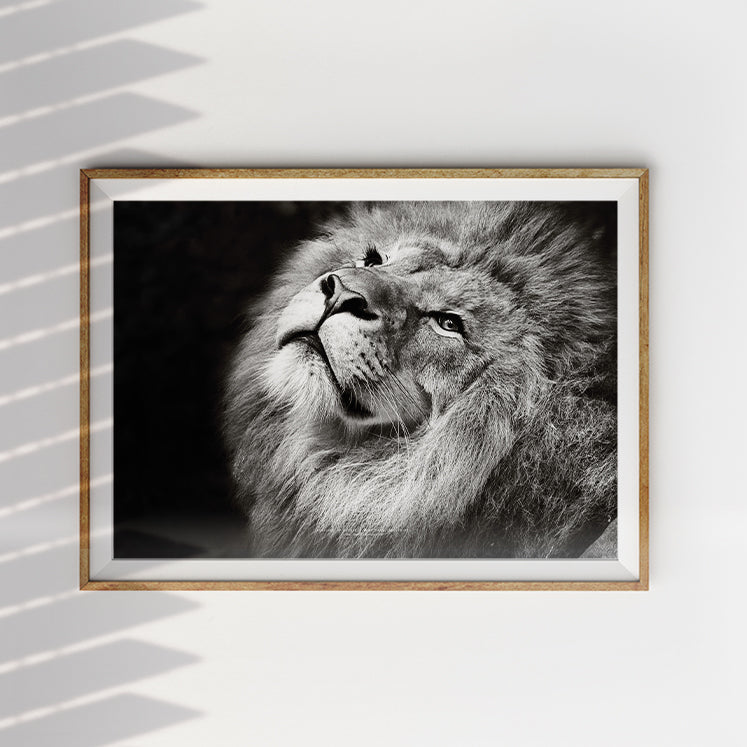 Lion {Poster} - Posters by Northern Edge Prints, The Commandment Co , Singapore Christian gifts shop