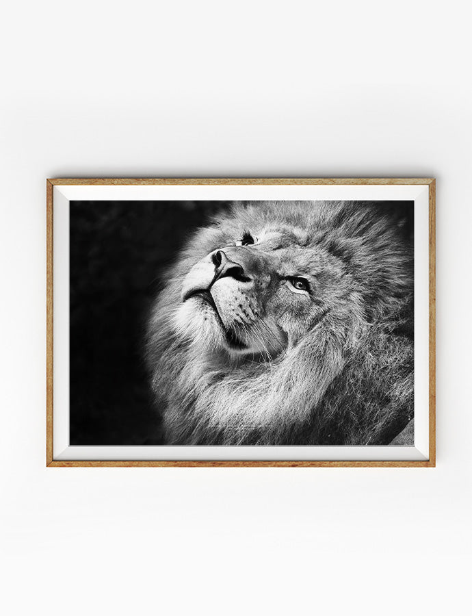 Lion {Poster} - Posters by Northern Edge Prints, The Commandment Co , Singapore Christian gifts shop